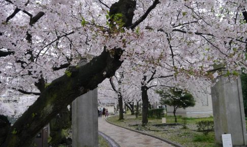 2017北九州賞櫻名所自駕8日遊（小倉,門司港,大分別府,由布院,阿蘇,佐賀嬉野,福岡太宰府/家庭旅遊）