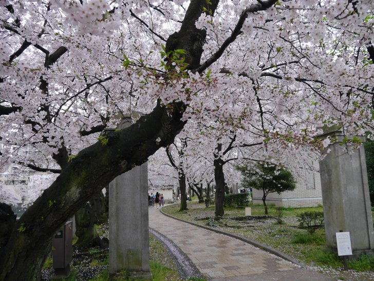 2017北九州賞櫻名所自駕8日遊（小倉,門司港,大分別府,由布院,阿蘇,佐賀嬉野,福岡太宰府/家庭旅遊）