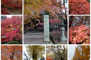 關西秋季熱血追楓（關西機場,京都,大阪,和歌山 /單人旅遊/5天）