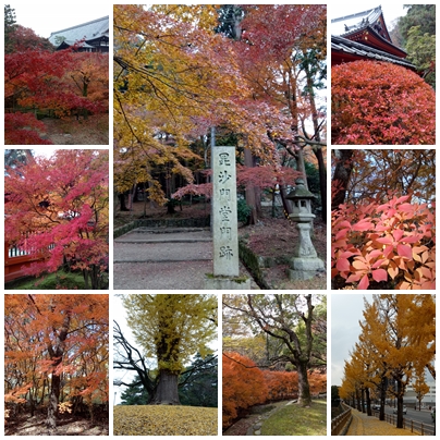 關西秋季熱血追楓（關西機場,京都,大阪,和歌山 /單人旅遊/5天）