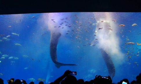 沖繩家庭旅遊（海中道路,美麗海水族館,古宇利大橋,海軍壕公園,玉泉洞）