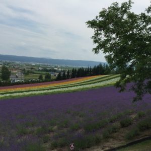 北海道、關東九天八夜自由行