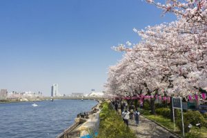 東京櫻花迪士尼