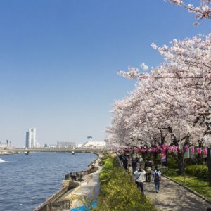 東京櫻花迪士尼