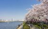 東京櫻花迪士尼（隅田公園, 芝公園, 飛鳥山公園, 靖國神社,井之头恩赐公园,砧公園/家庭旅遊/10天）